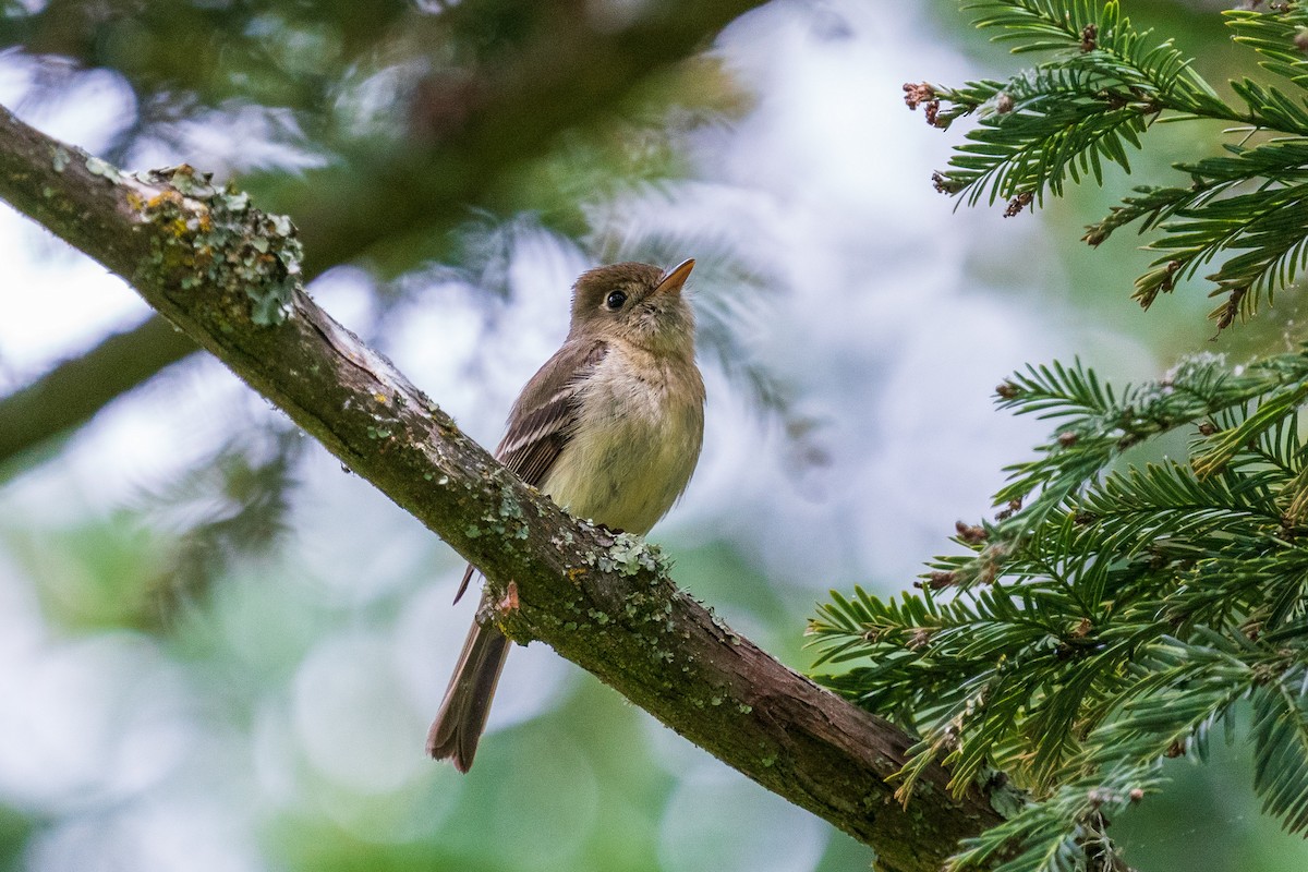 Western Flycatcher (Pacific-slope) - ML584032261