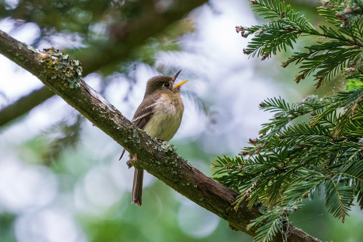 Western Flycatcher (Pacific-slope) - ML584032271