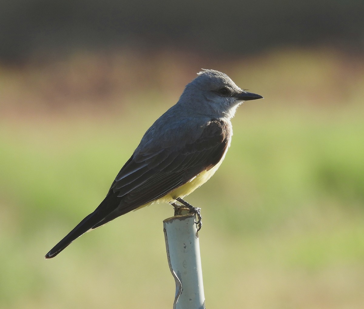 Western Kingbird - ML584032281