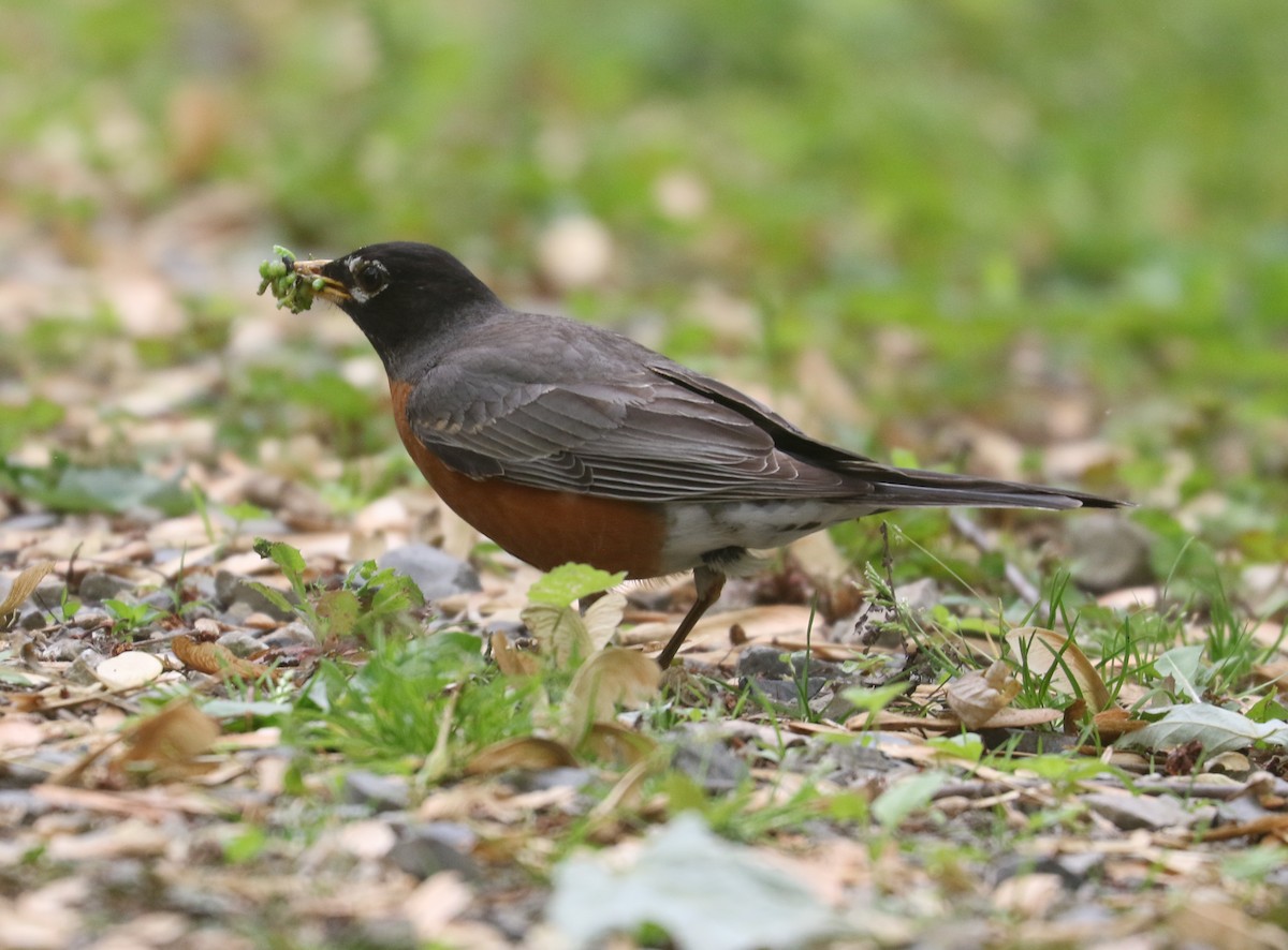 American Robin - Bobby Brown