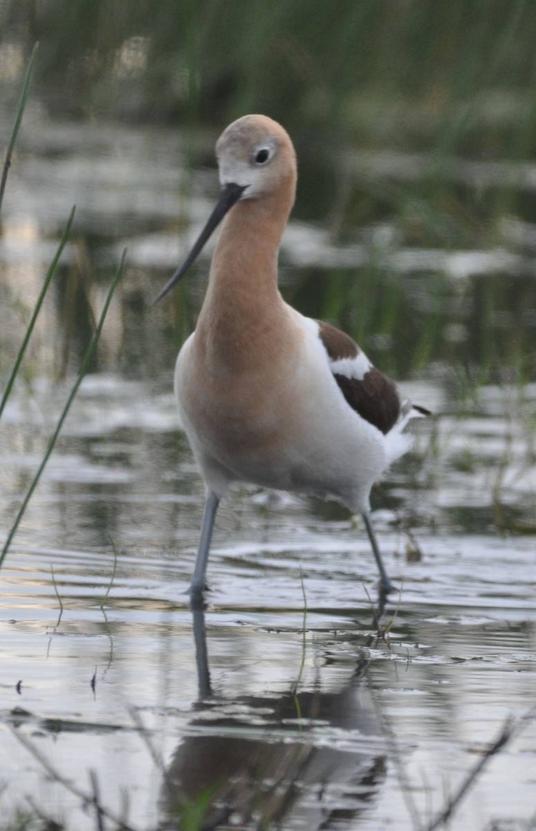 Avoceta Americana - ML584034471