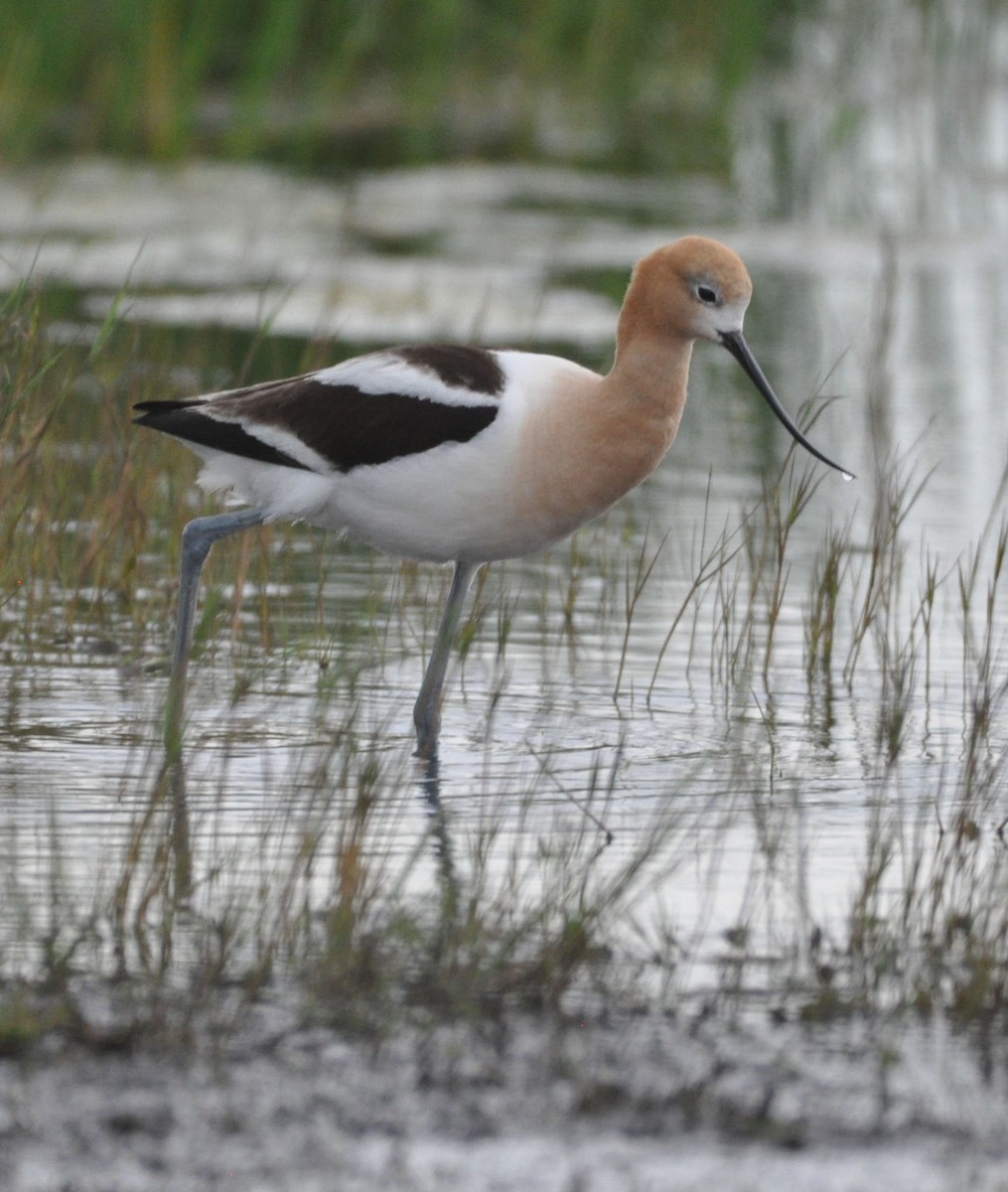 Avoceta Americana - ML584034511