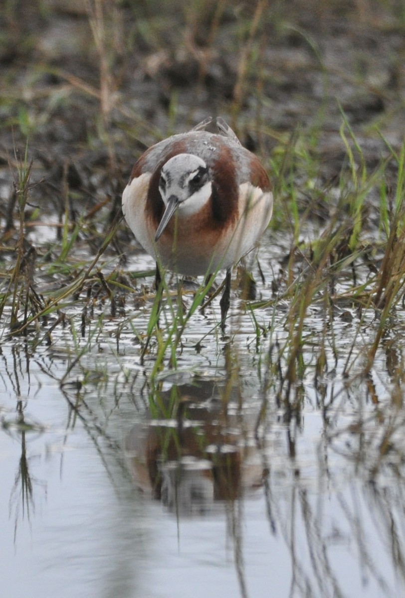 Wilson's Phalarope - ML584034681