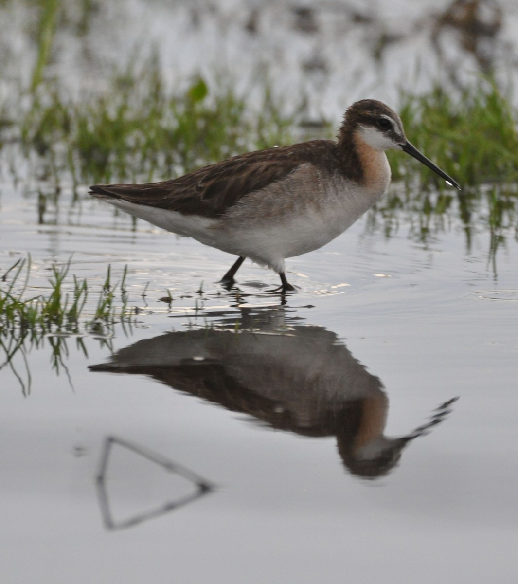 Phalarope de Wilson - ML584034721