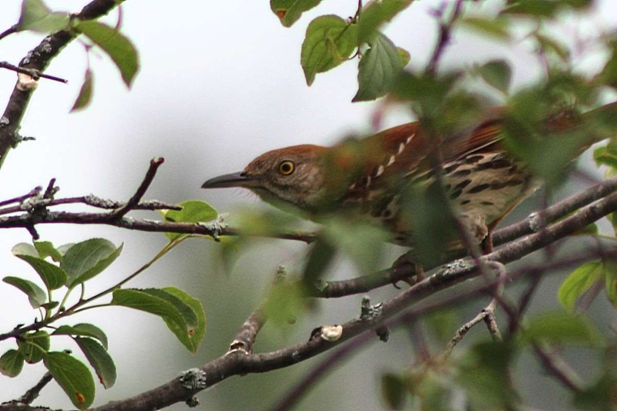 Brown Thrasher - ML584034801