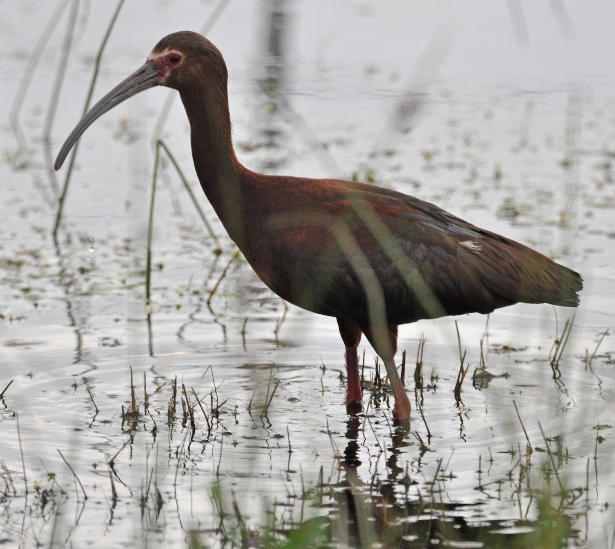 ibis americký - ML584034831