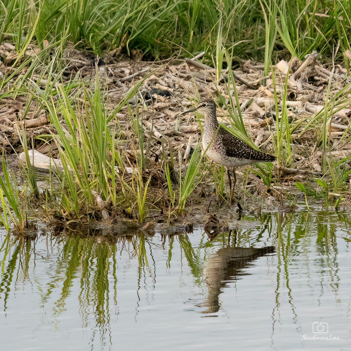 鷹斑鷸 - ML584035211