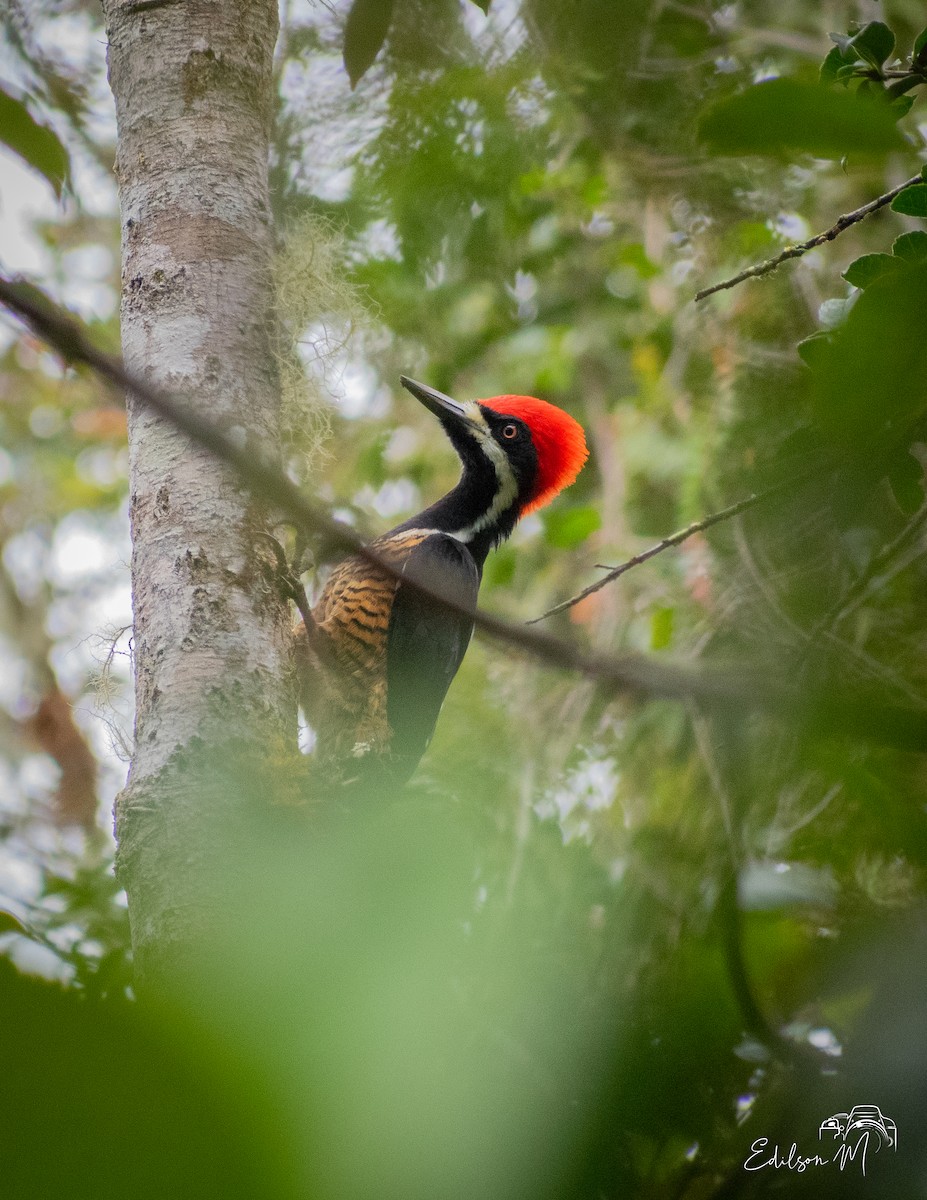 Powerful Woodpecker - Edilson Meneses