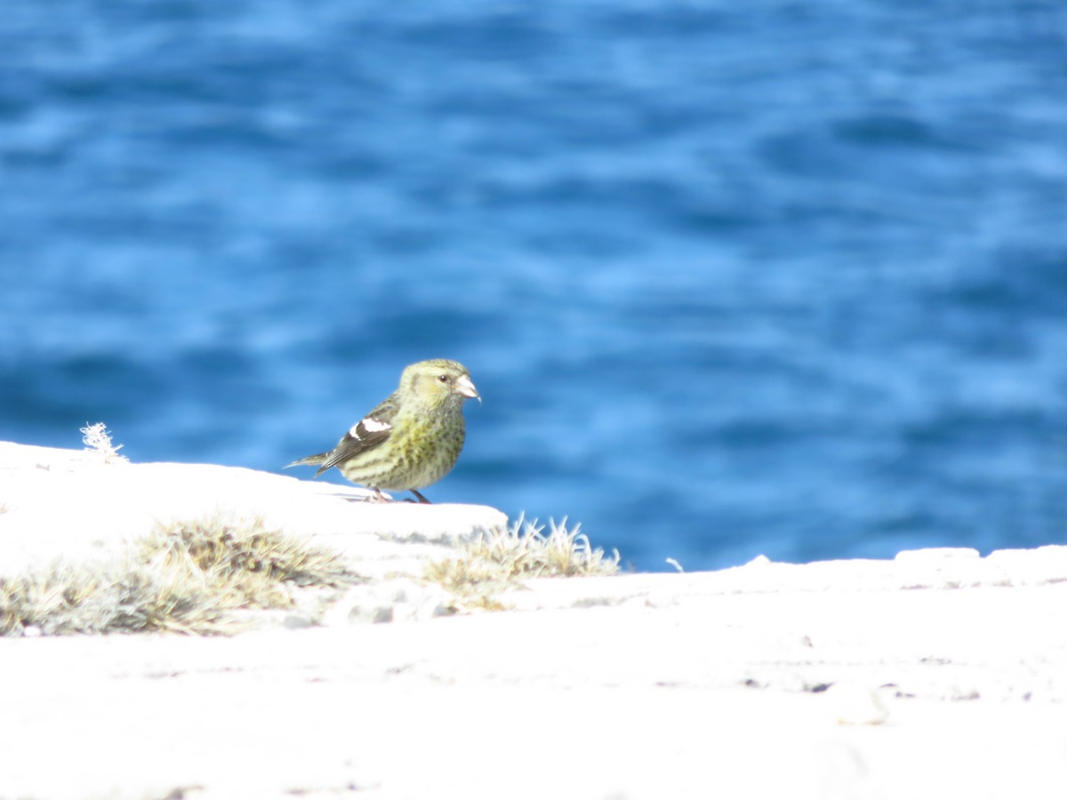 White-winged Crossbill - ML584035531