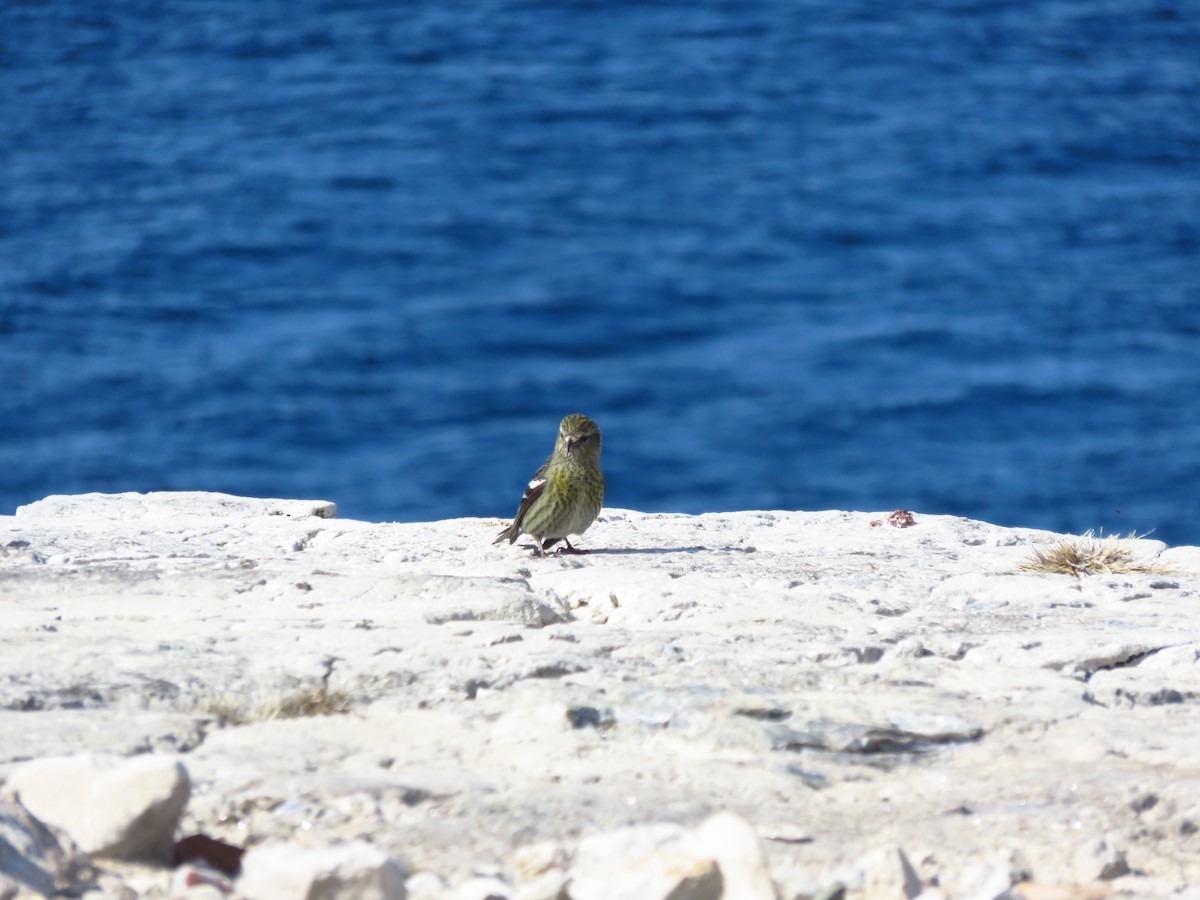 White-winged Crossbill - ML584035541