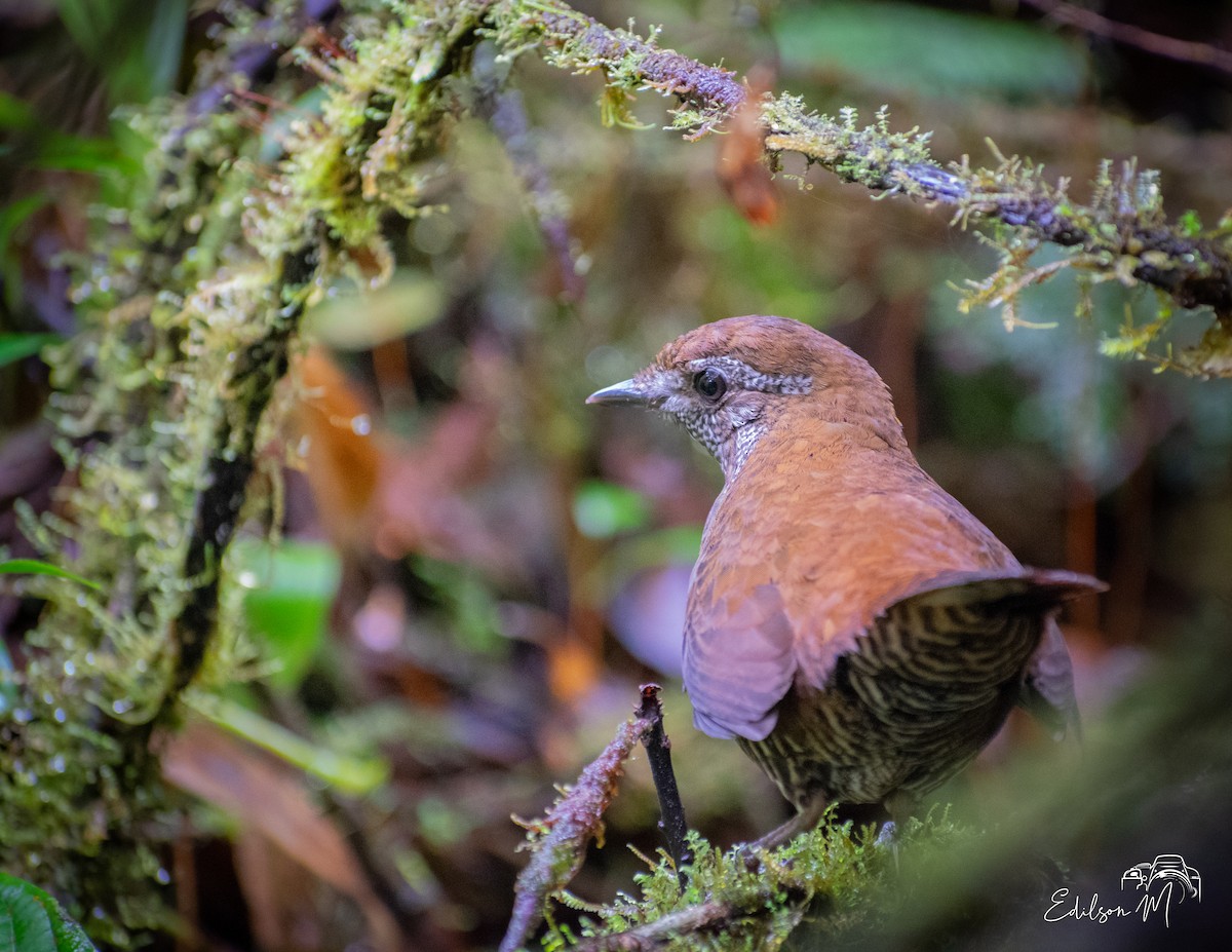 Barred Antthrush - Edilson Meneses