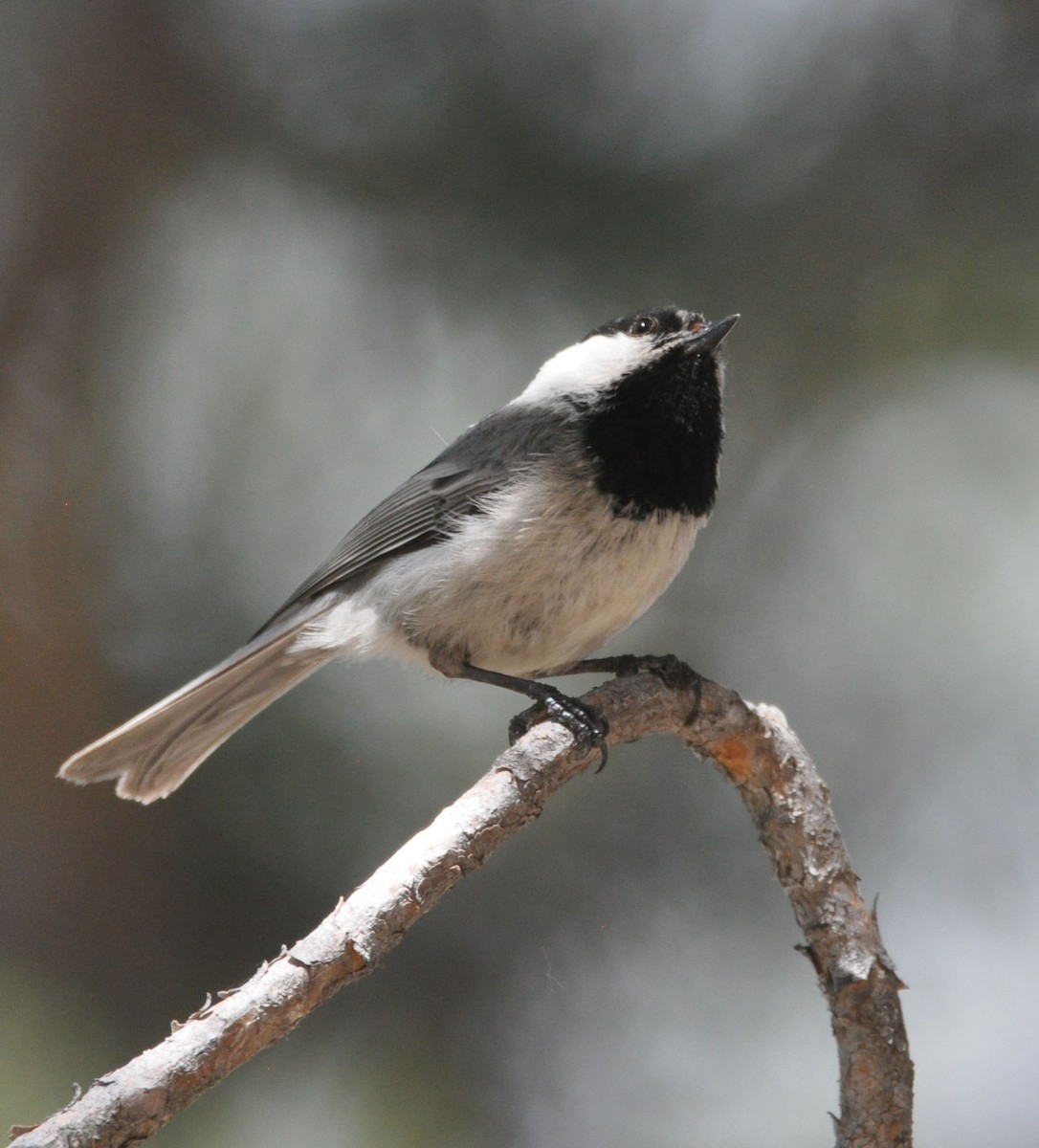 Mountain Chickadee - Marc Fenner