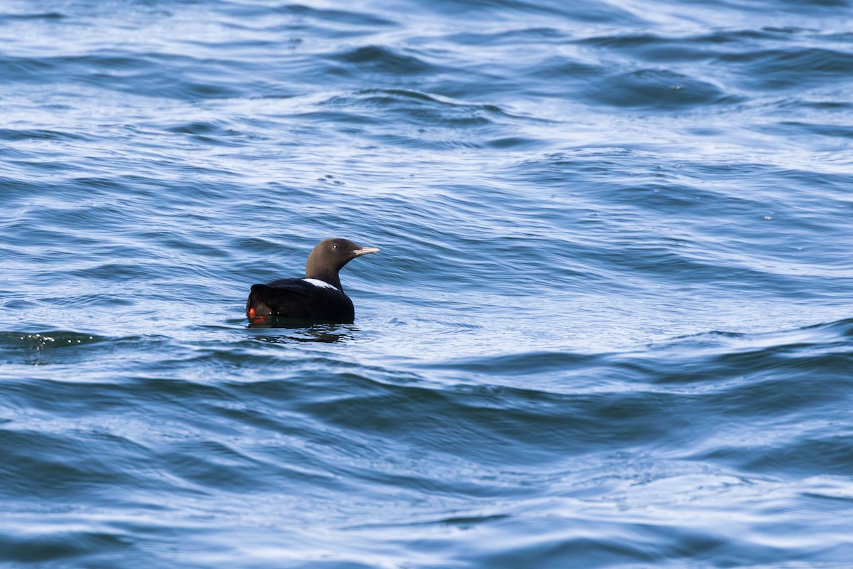 Black Guillemot - ML584035771