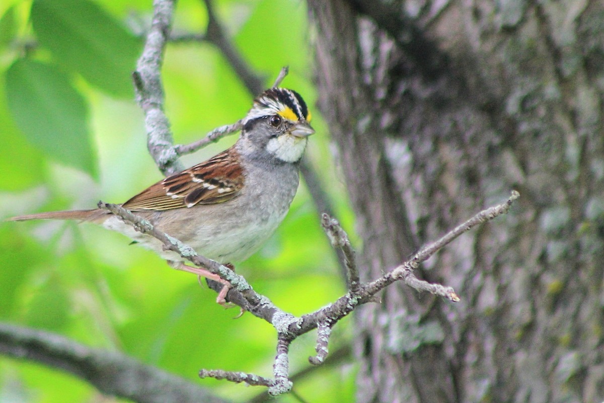White-throated Sparrow - ML584035961