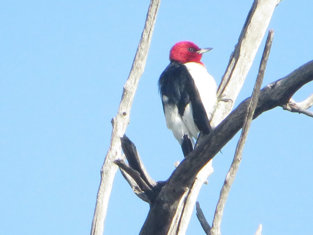 Red-headed Woodpecker - ML584037091
