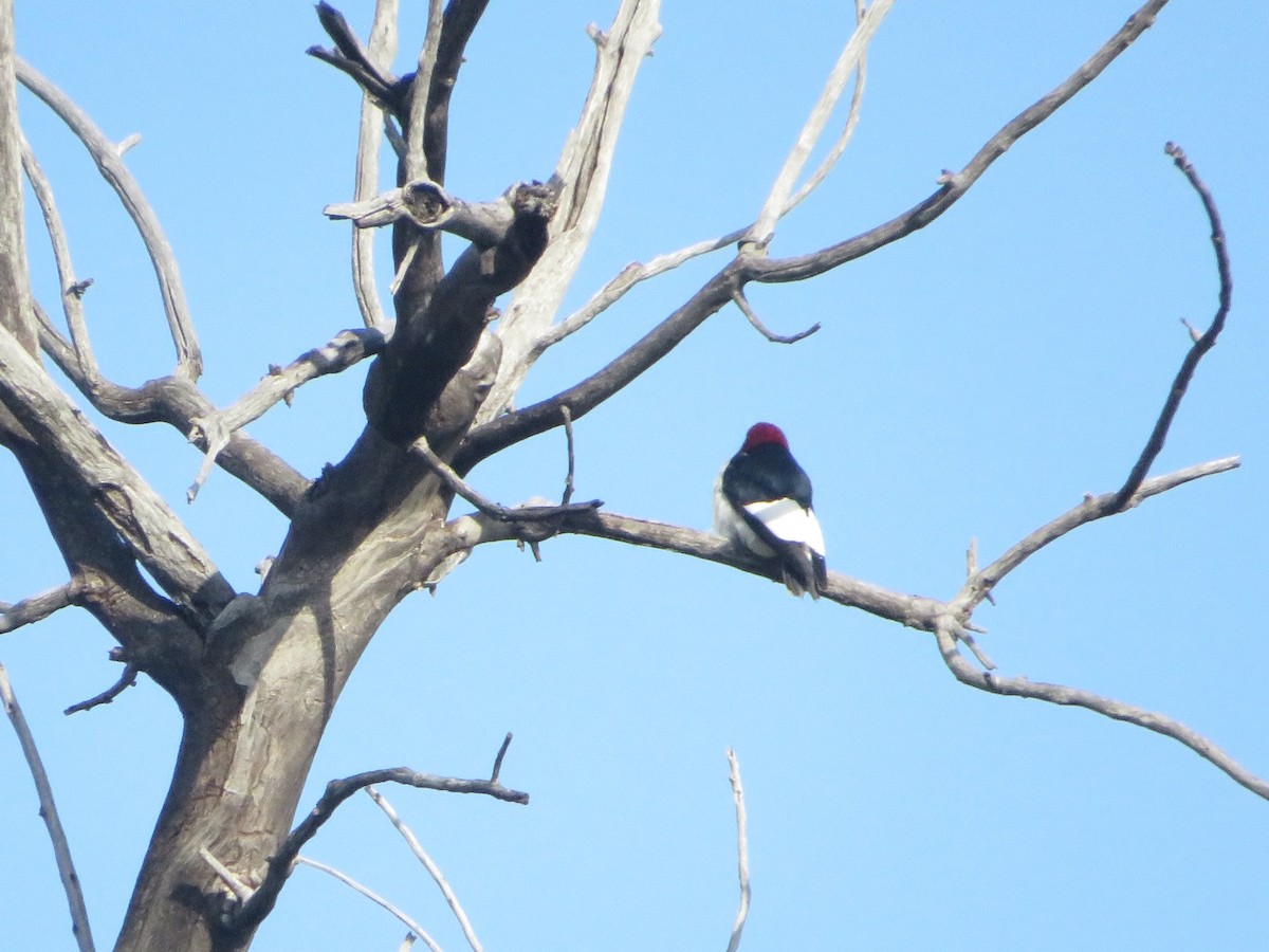 Red-headed Woodpecker - ML584037231