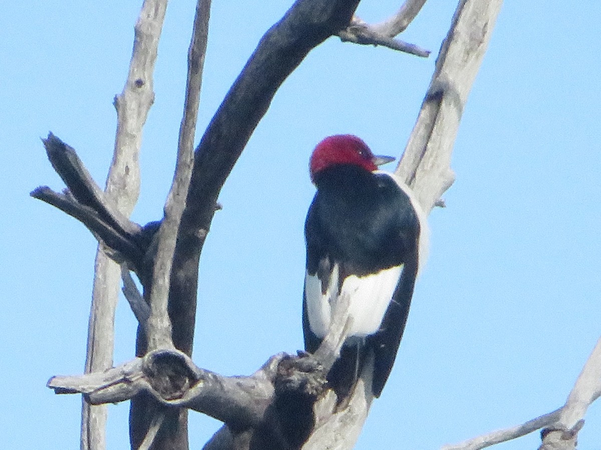 Red-headed Woodpecker - ML584037381