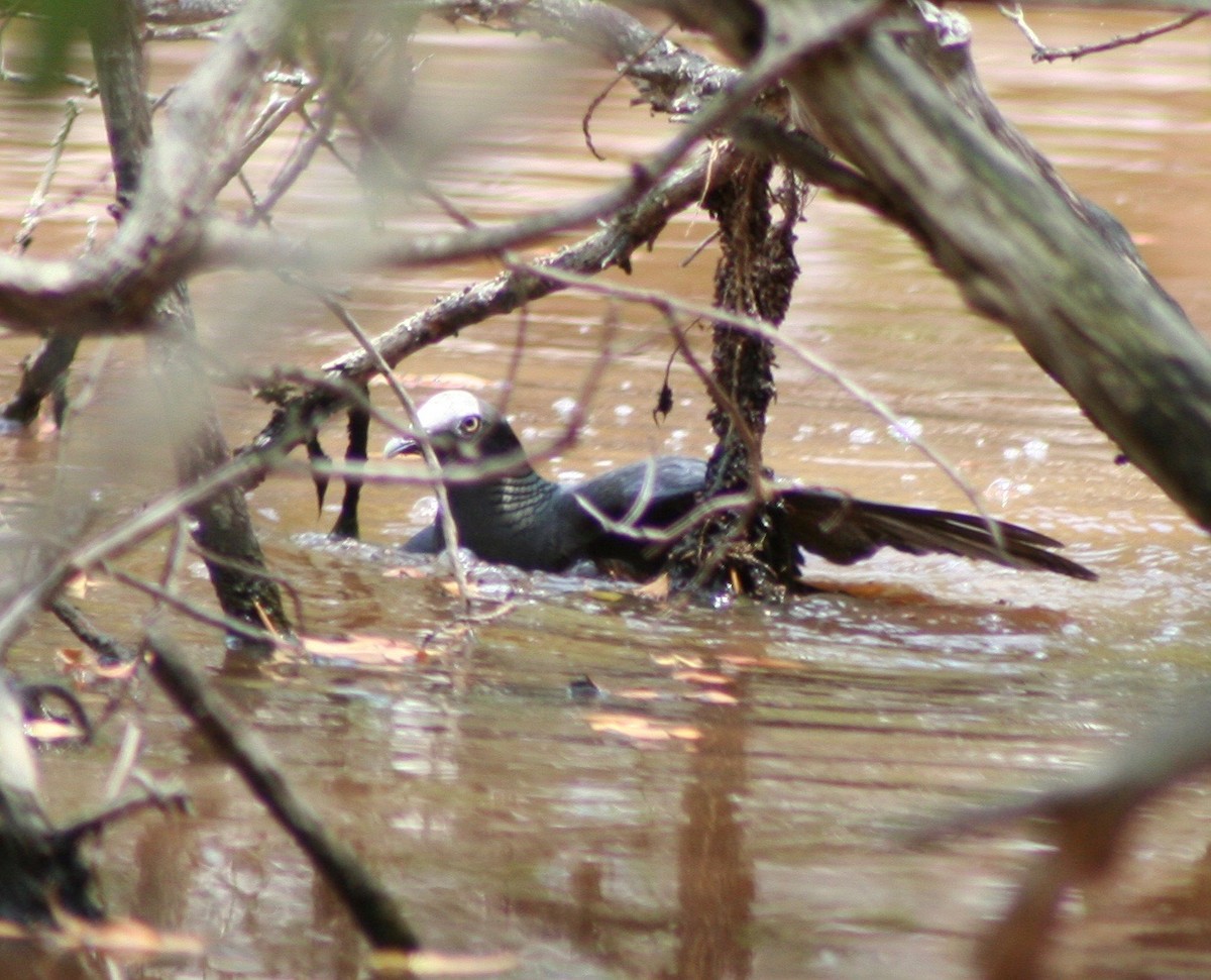 White-crowned Pigeon - ML58403751