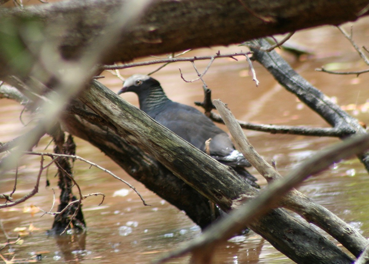 White-crowned Pigeon - ML58403761