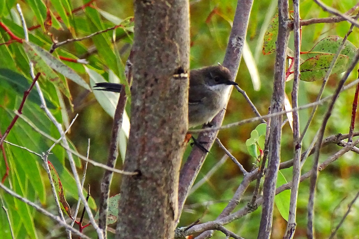 Sardinian Warbler - ML584038151