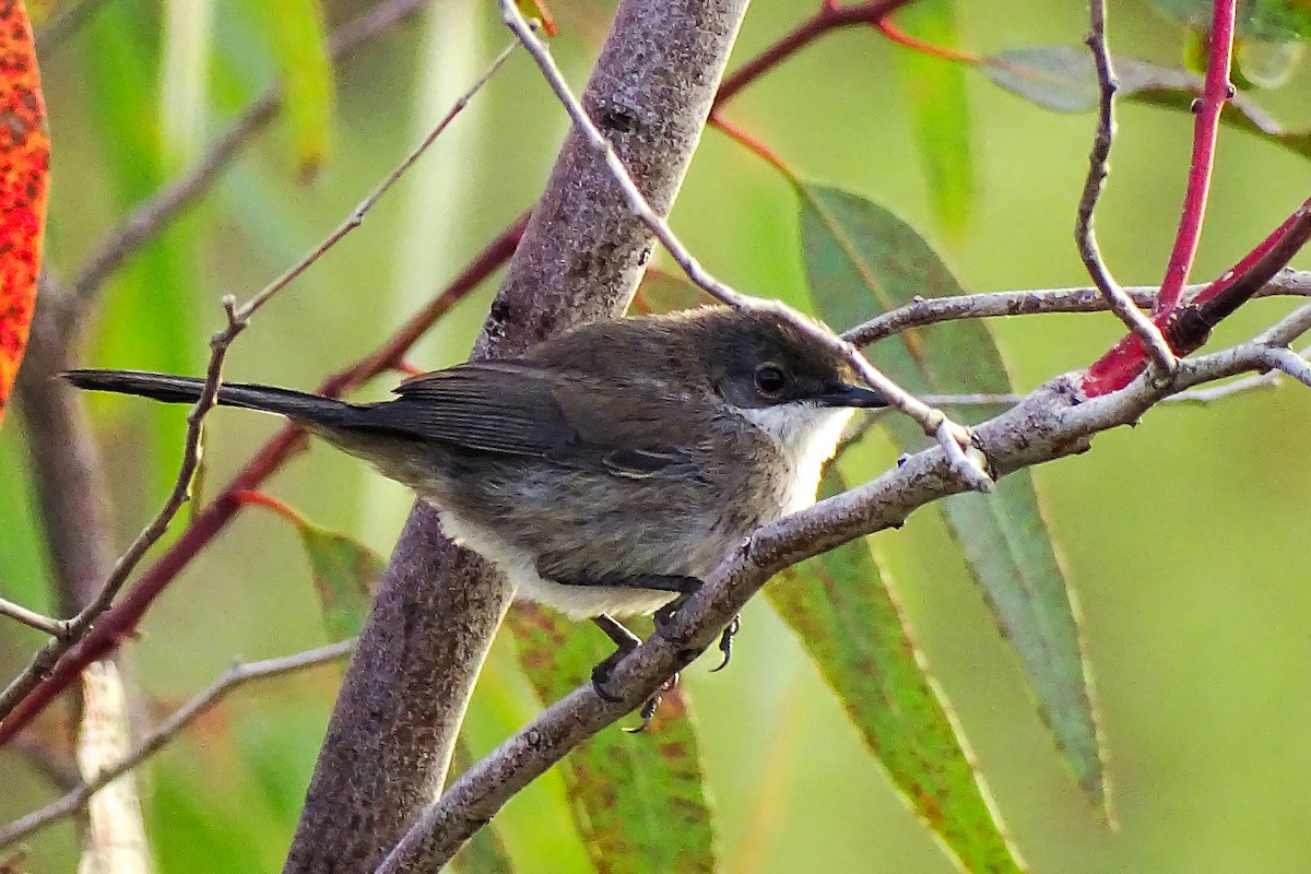 Sardinian Warbler - ML584038171