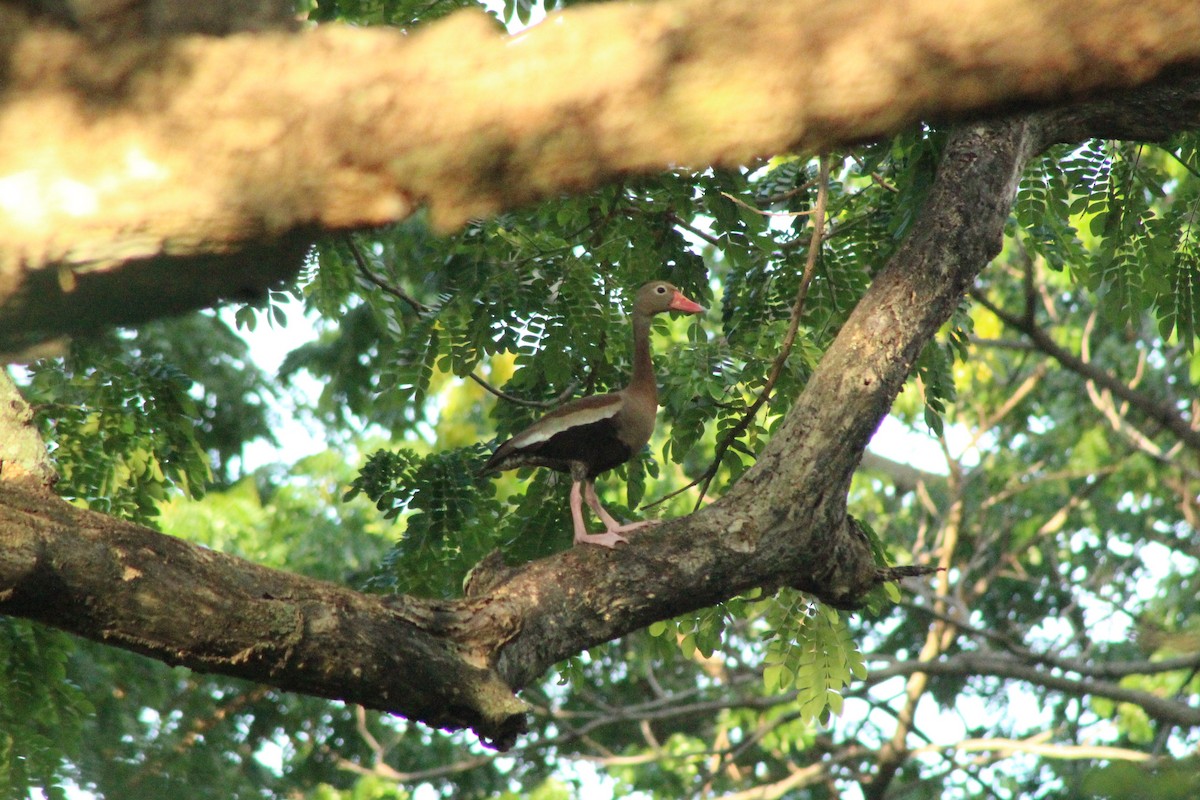 Black-bellied Whistling-Duck - ML584038861