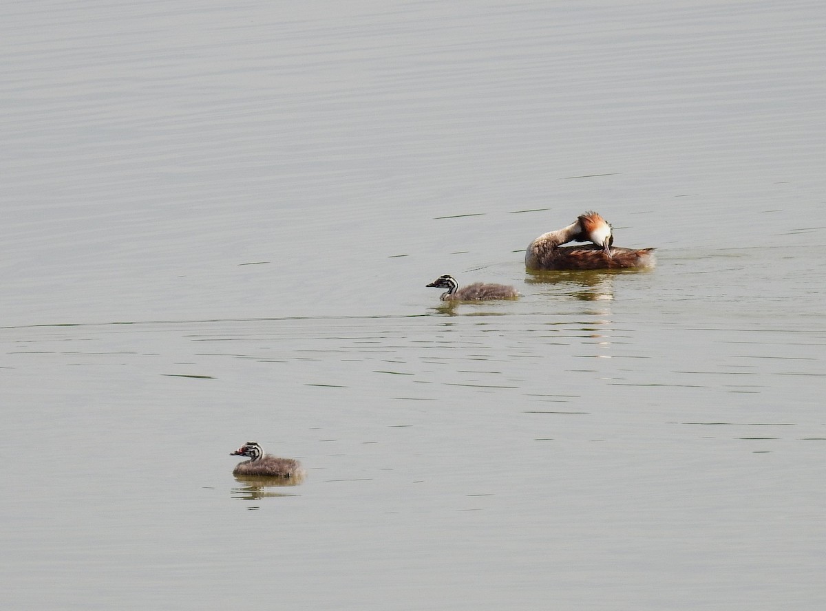 Great Crested Grebe - ML584039521