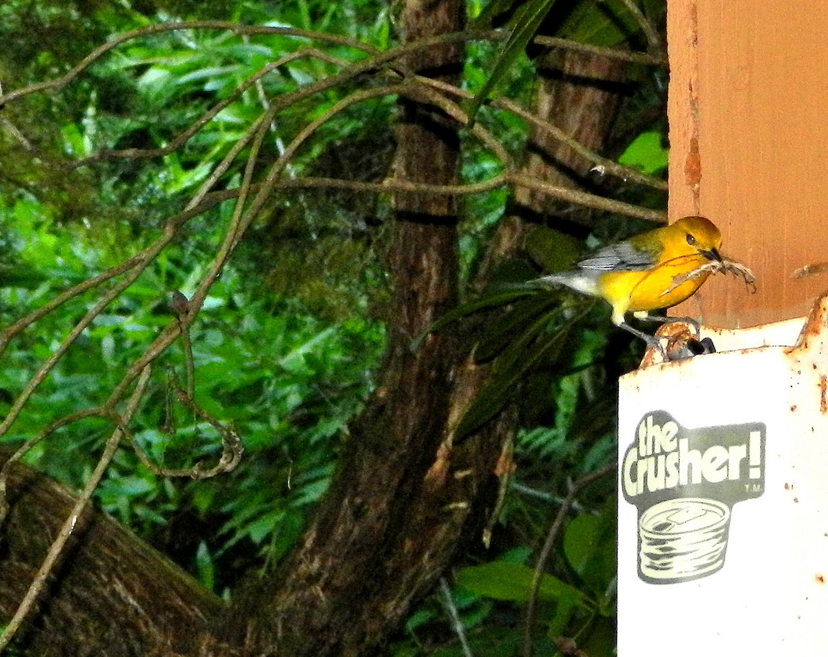 Prothonotary Warbler - ML584039951