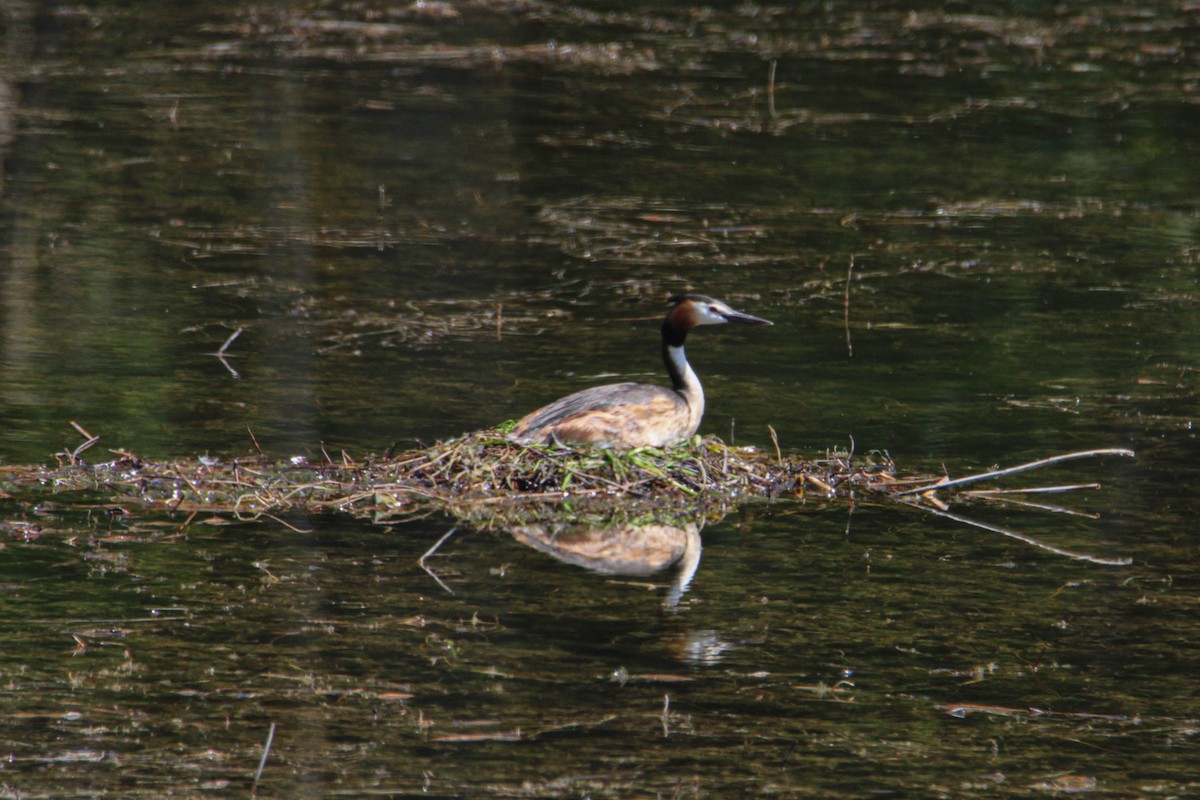 Great Crested Grebe - ML584040111