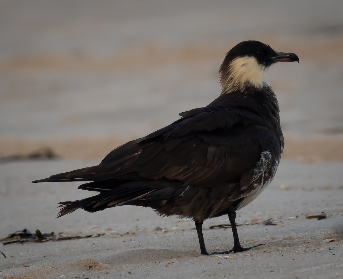 Pomarine Jaeger - Anonymous