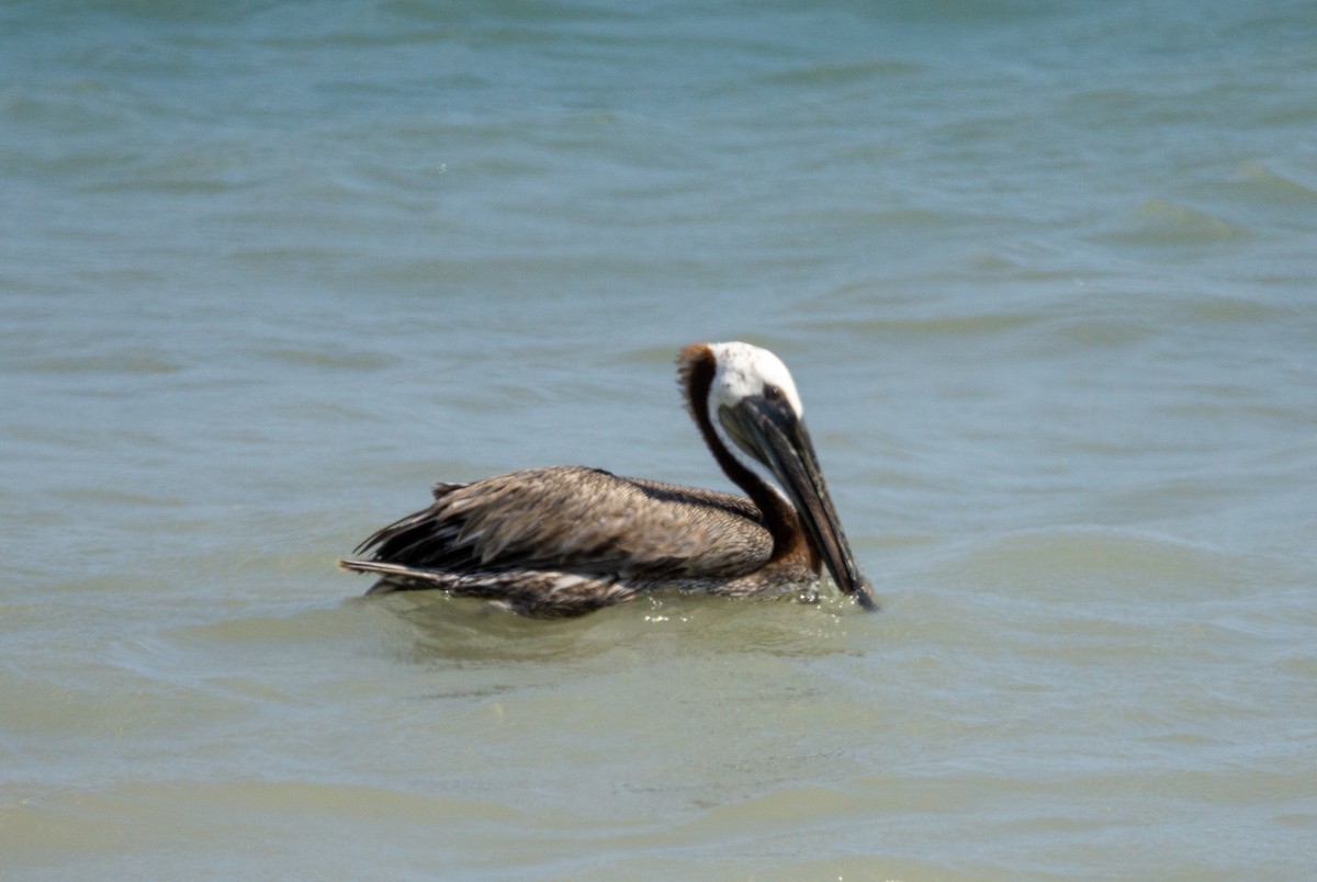 Brown Pelican - Arturo Duarte Murillo