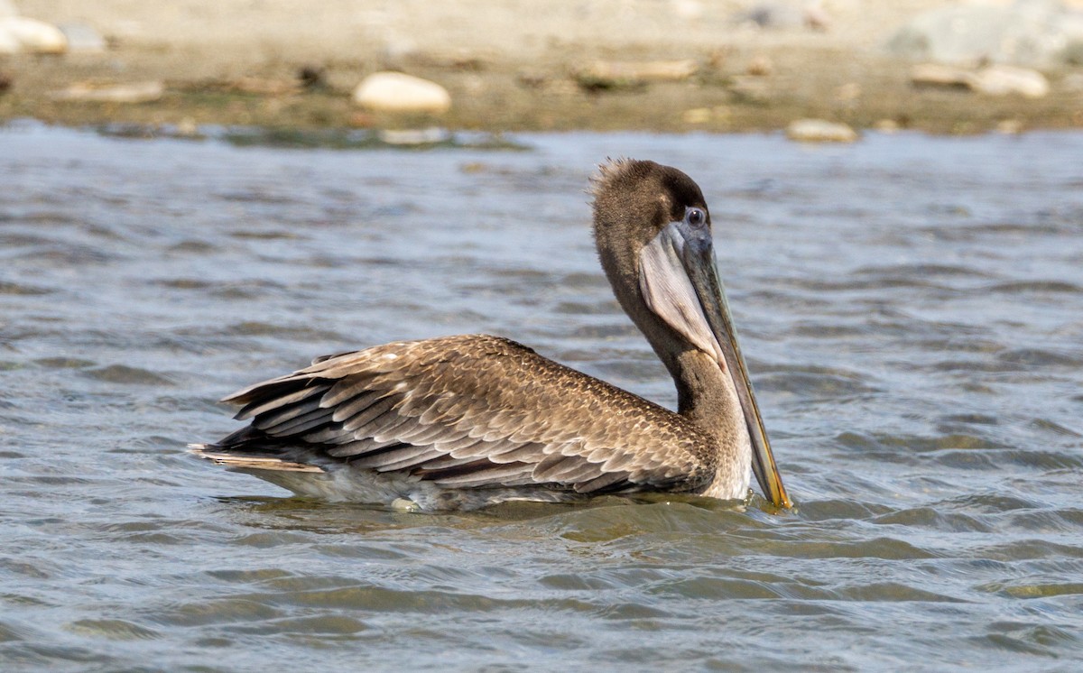 pelikán hnědý - ML584041351