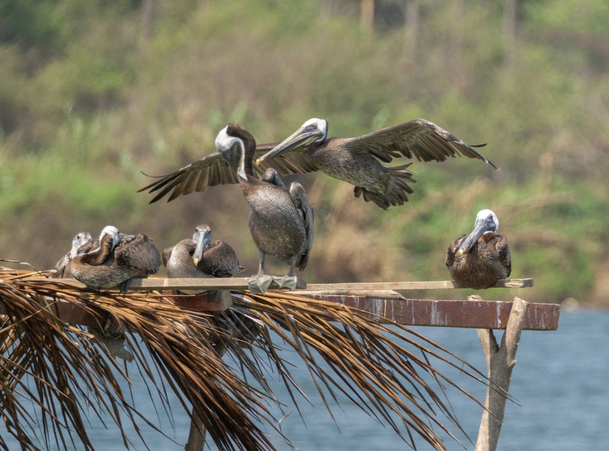 Brown Pelican - Arturo Duarte Murillo