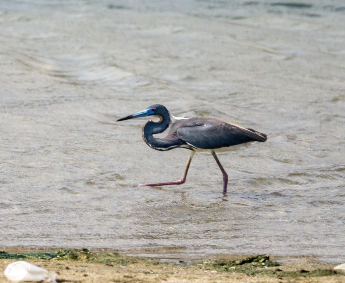 Tricolored Heron - ML584041821