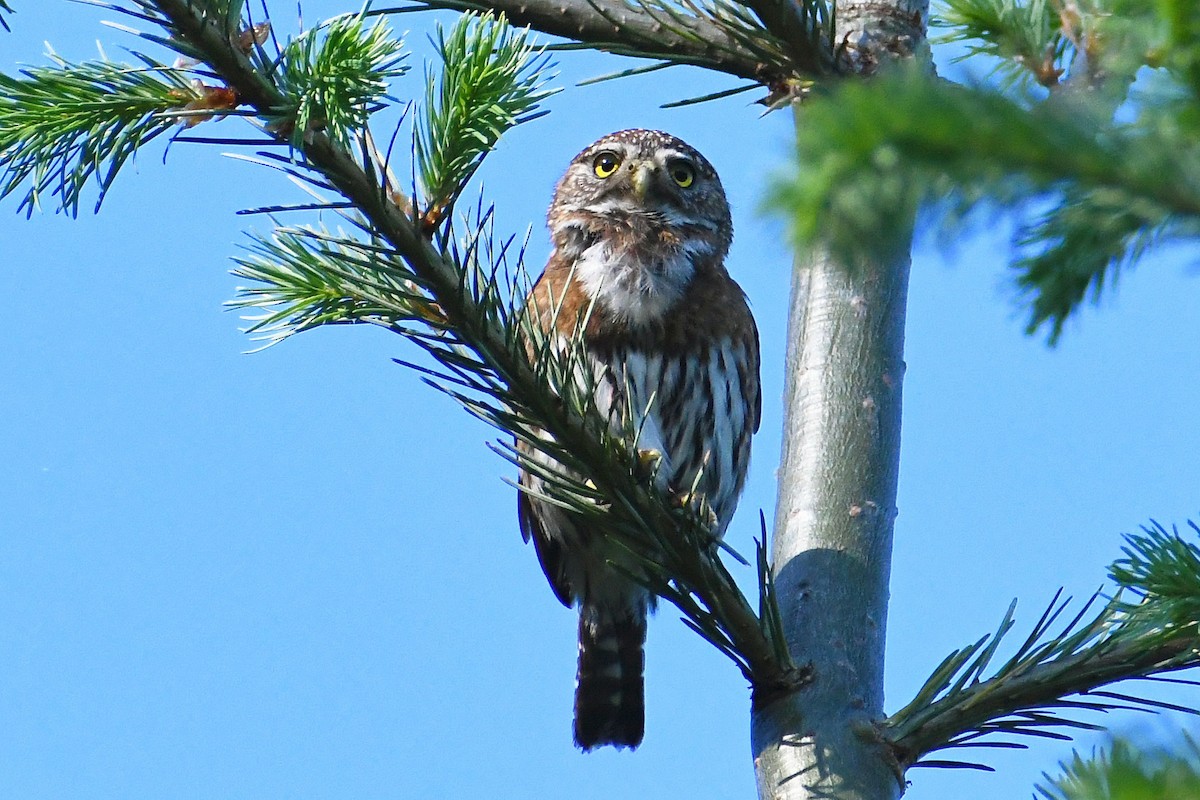 Northern Pygmy-Owl - ML584041941