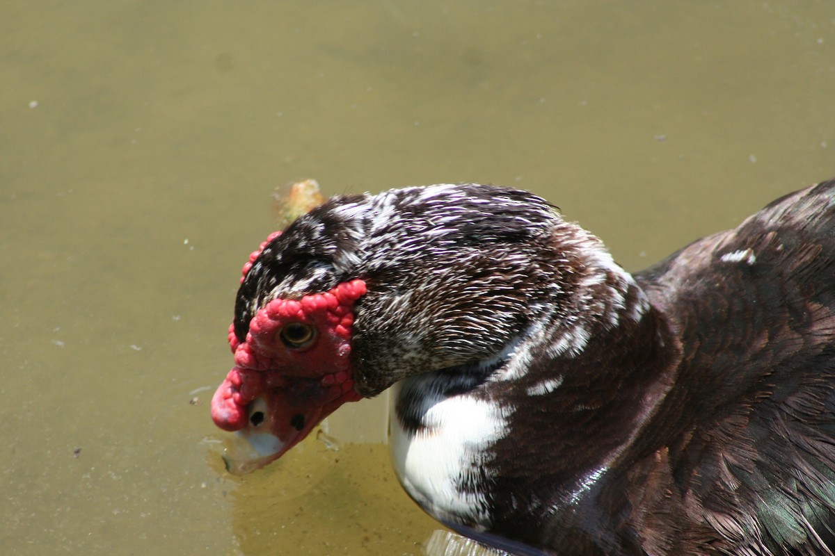 Muscovy Duck (Domestic type) - ML58404201