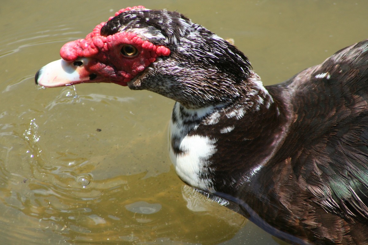 Muscovy Duck (Domestic type) - ML58404221