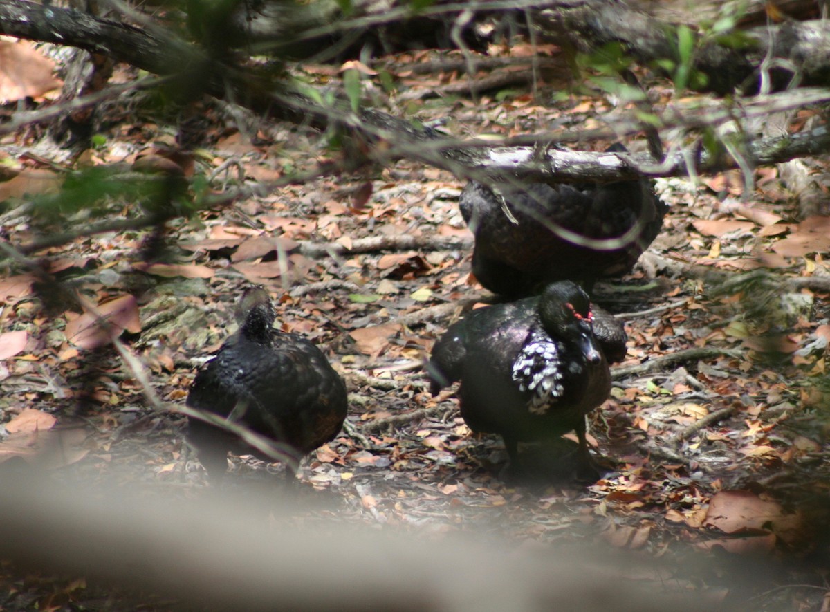 Muscovy Duck (Domestic type) - ML58404241