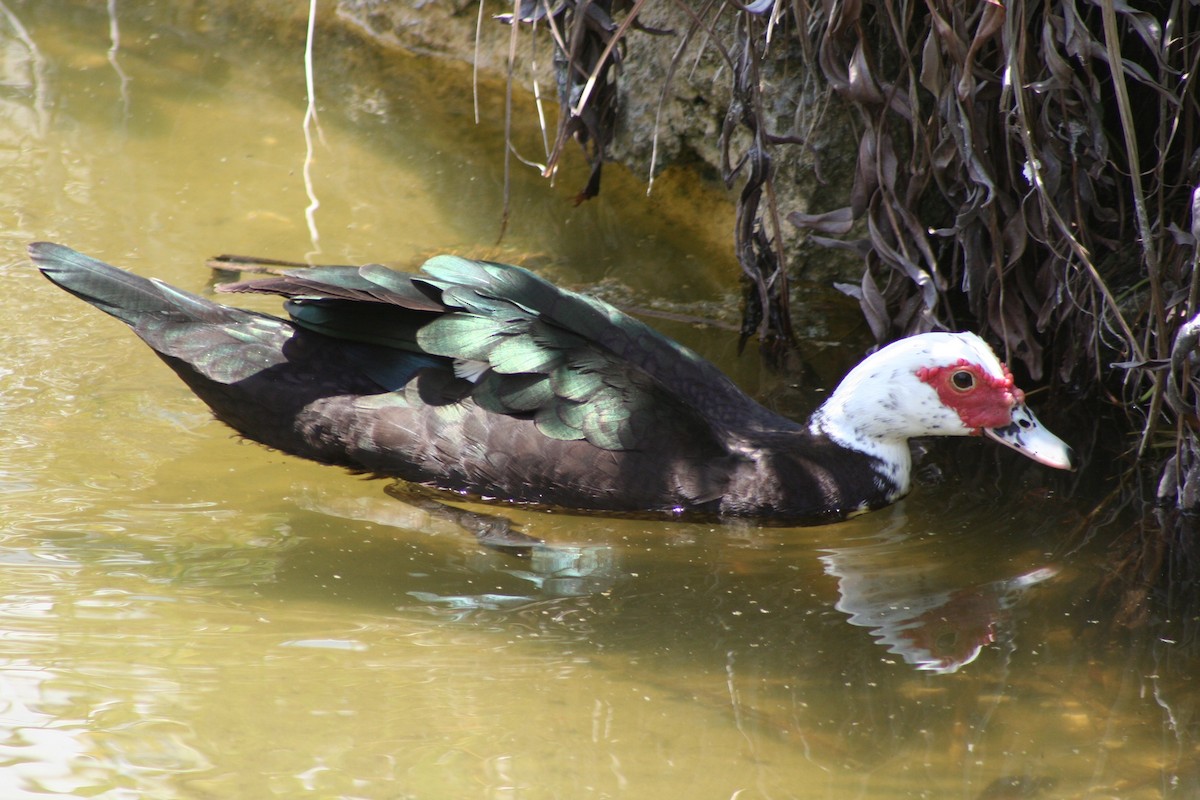 Muscovy Duck (Domestic type) - ML58404261