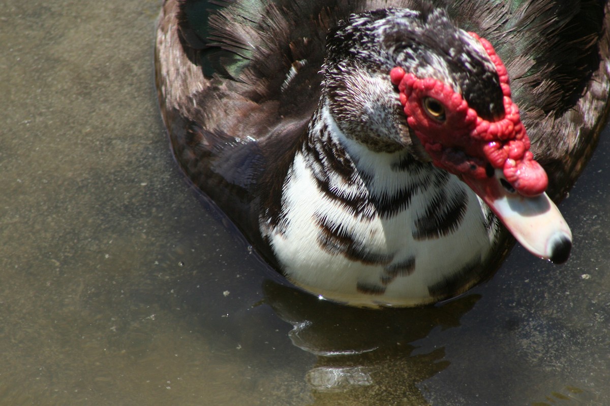 Muscovy Duck (Domestic type) - ML58404291