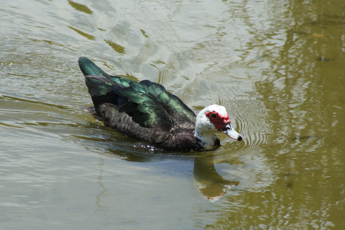 Muscovy Duck (Domestic type) - ML58404301