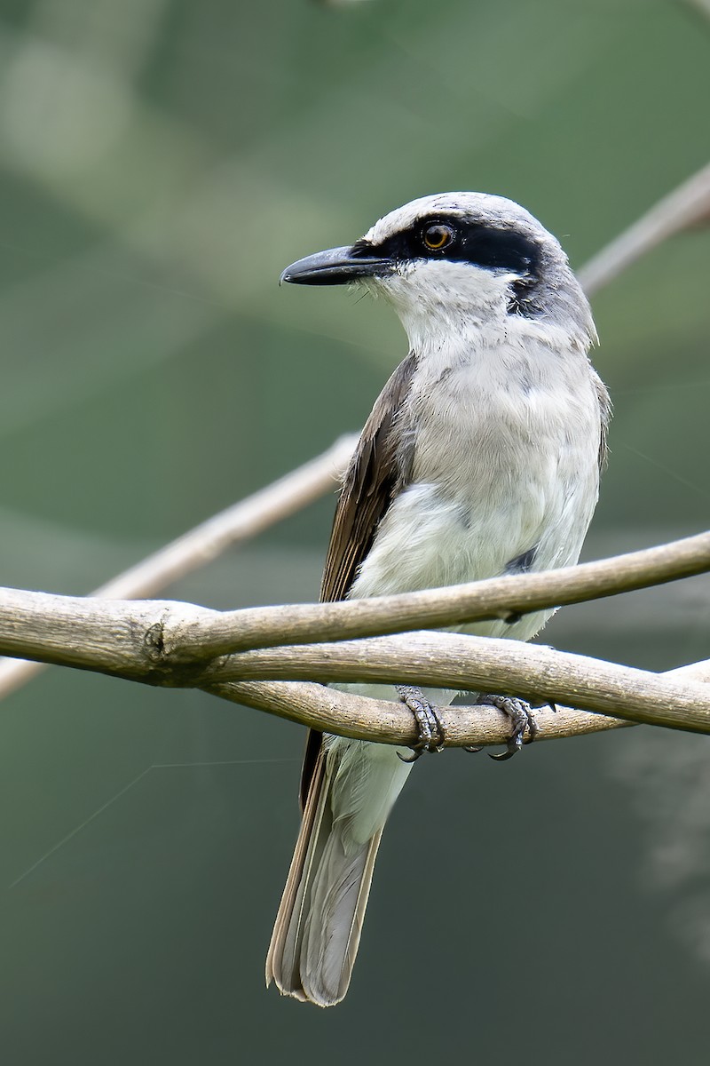 Large Woodshrike - ML584045631