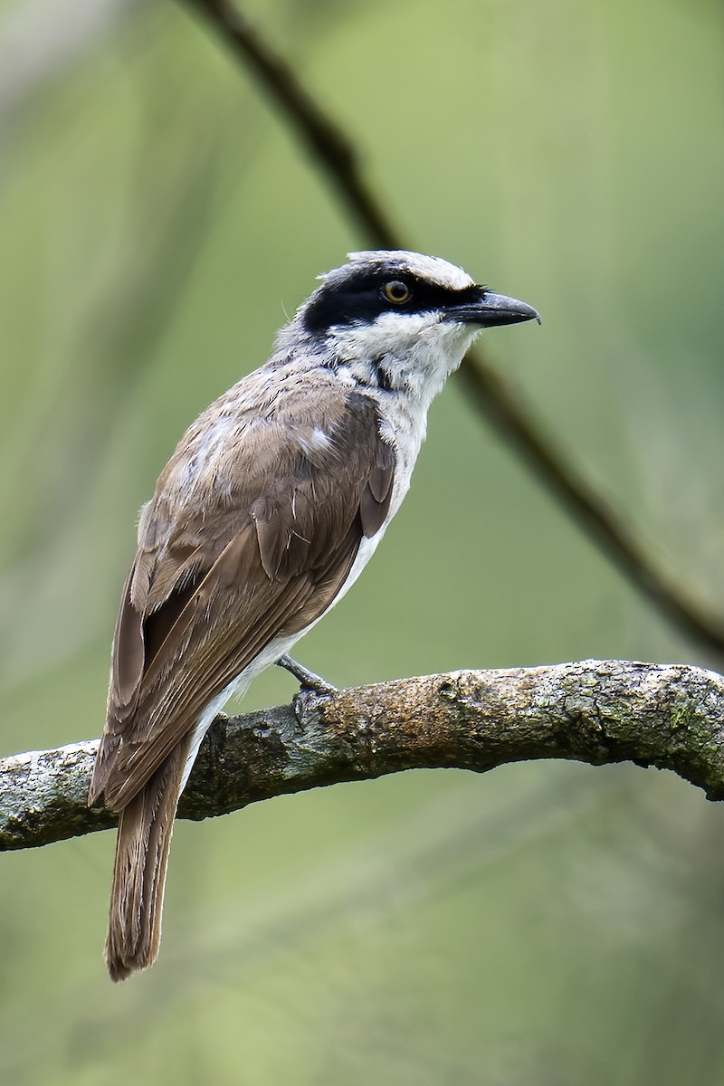 Large Woodshrike - ML584045641