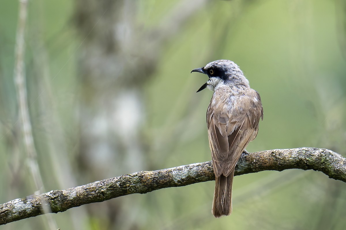 Large Woodshrike - Parthasarathi Chakrabarti