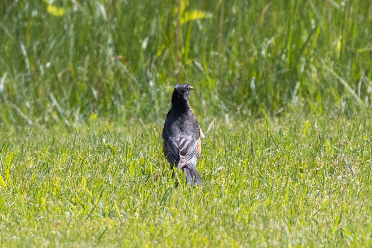 American Robin (nigrideus) - ML584045981