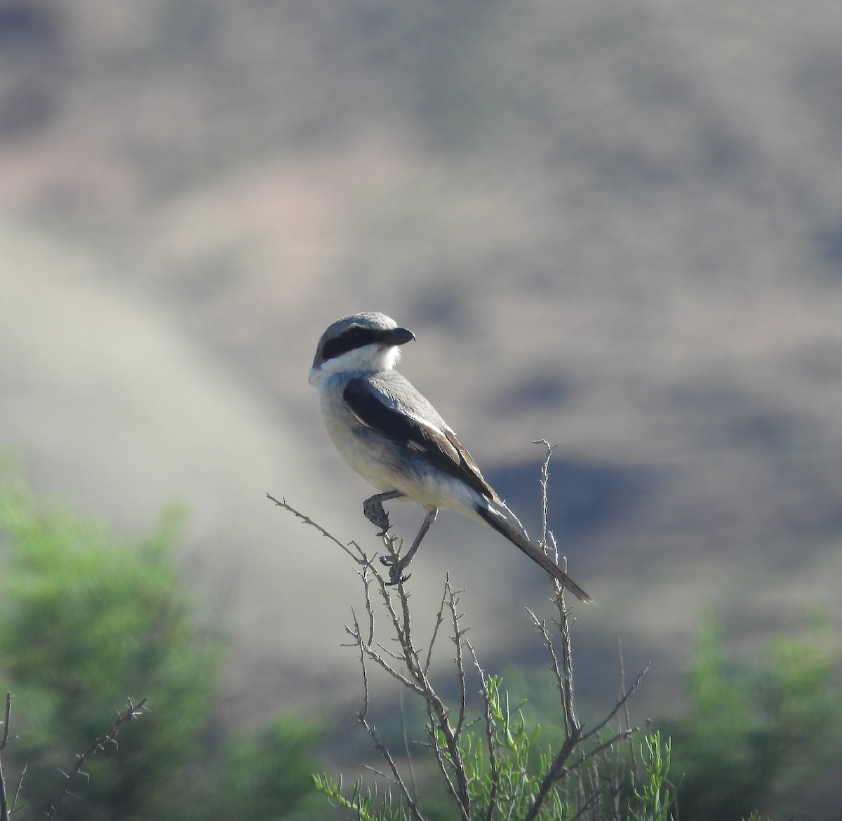 Loggerhead Shrike - ML584046571