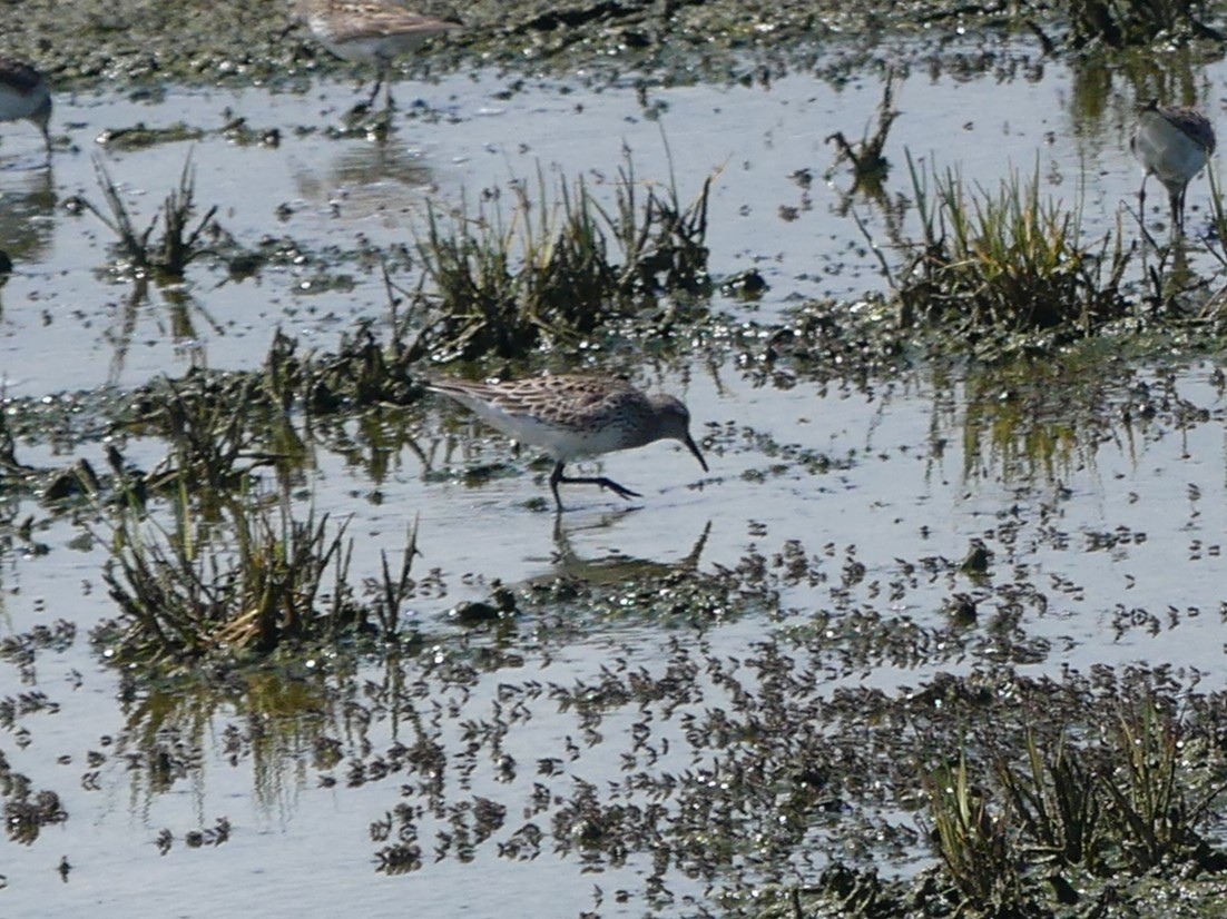 White-rumped Sandpiper - ML584046591