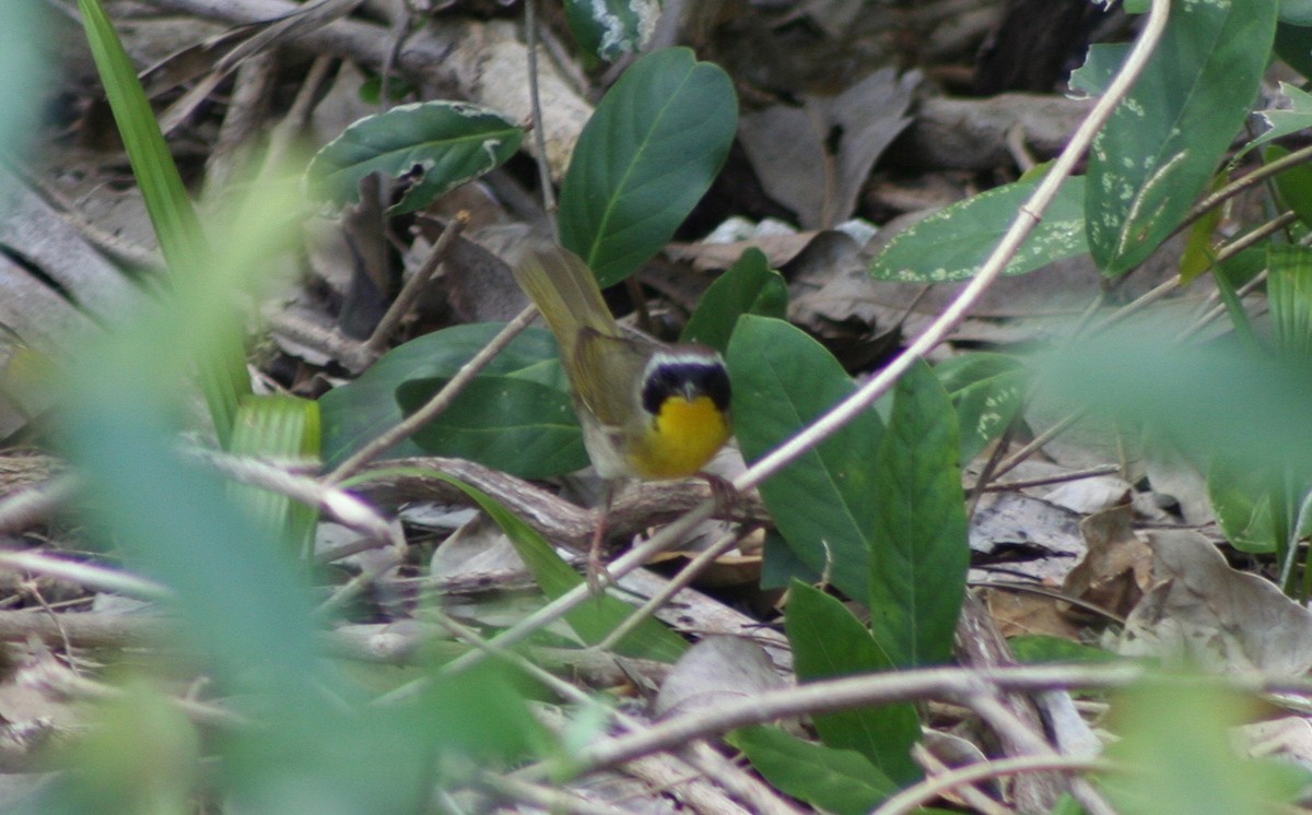 Common Yellowthroat - ML58404701