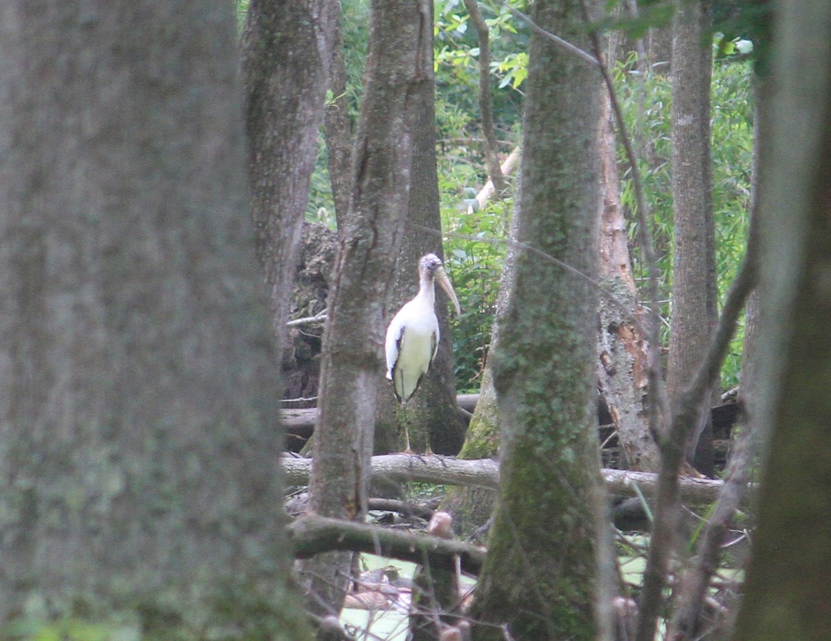 アメリカトキコウ - ML584047241