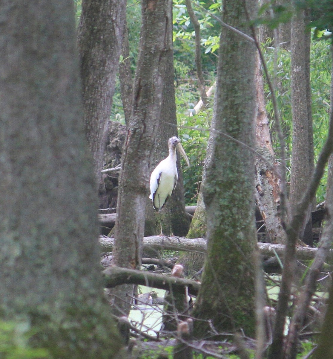 アメリカトキコウ - ML584047251